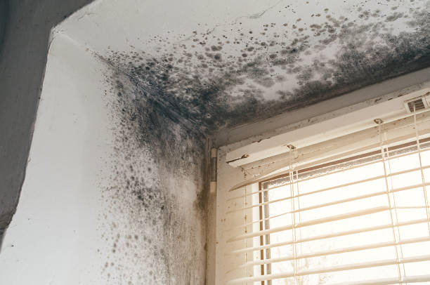 Affordable Mold Cleanup solutions in Belleville, PA